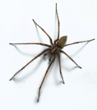 THE  SPIDER   DANGER!!!!!!!!
