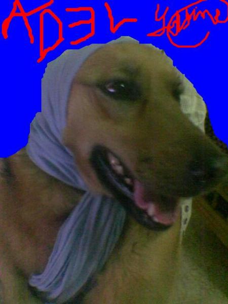 C  7AJJA   ADEL