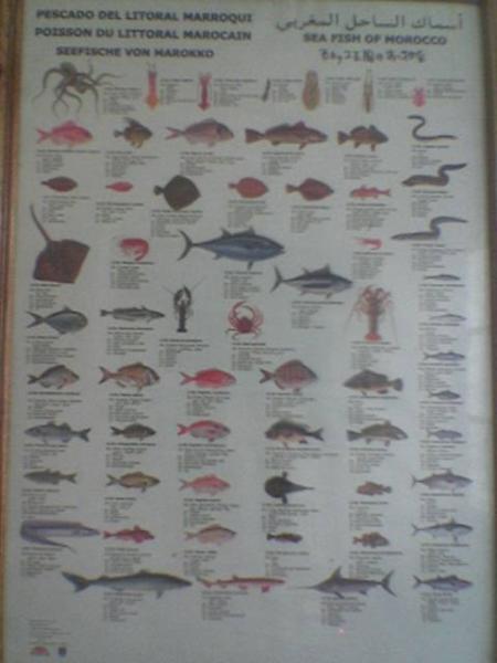 SEA FISH OF MOROCCO